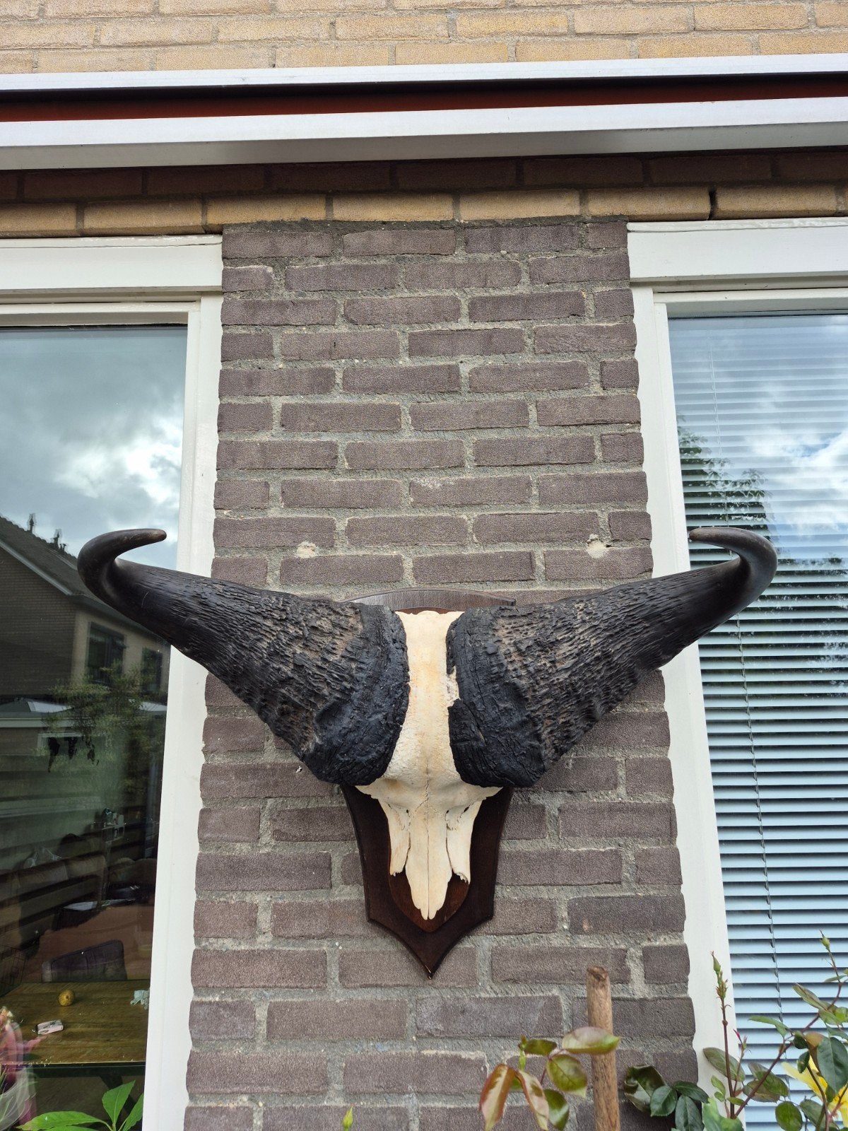 Kaapse buffel schedel op een prachtige plank, Ophalen, Zo goed als nieuw, Wild dier, Schedel