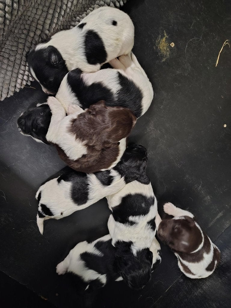 Prachtig Friese stabij pups, Overige rassen, 8 tot 15 weken, Meerdere, Meerdere dieren