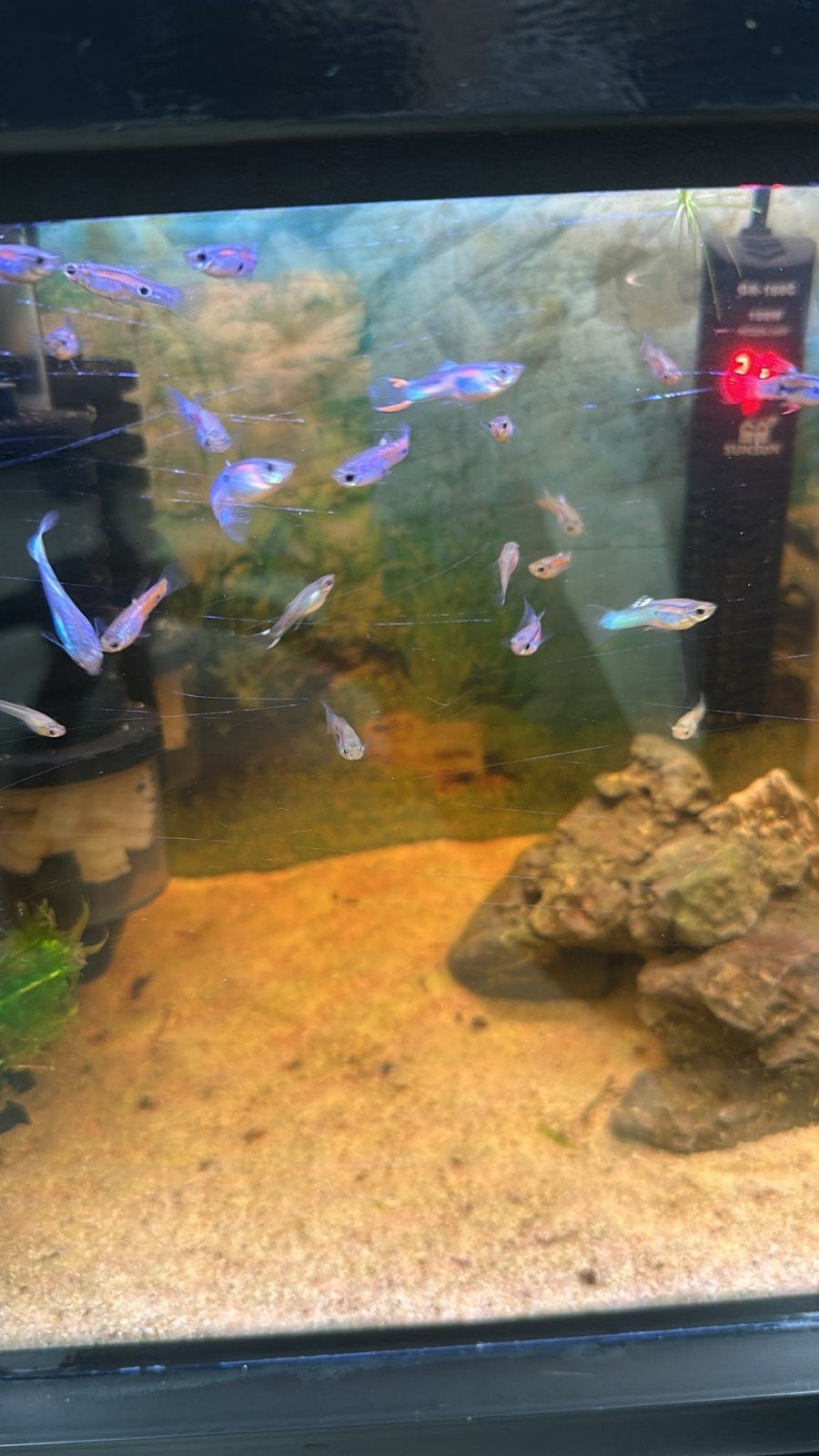 guppen TE KOOP, Dieren en Toebehoren, Vis, Zoetwatervis, Schoolvis
