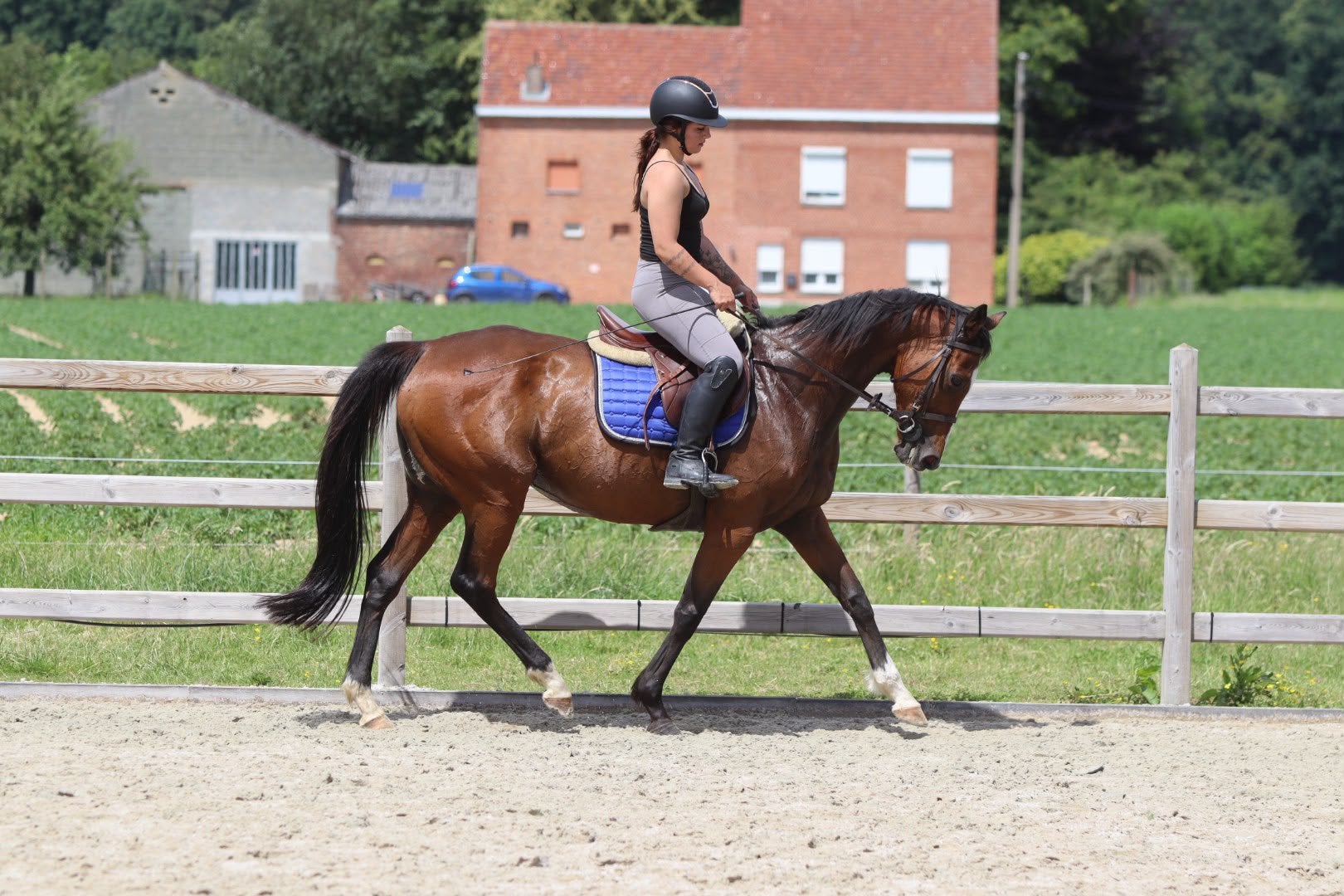 Doreen – lieve 12-jarige merrie van ca. 1,60 m, Zadelmak, 3 tot 6 jaar, Gechipt, Recreatiepony