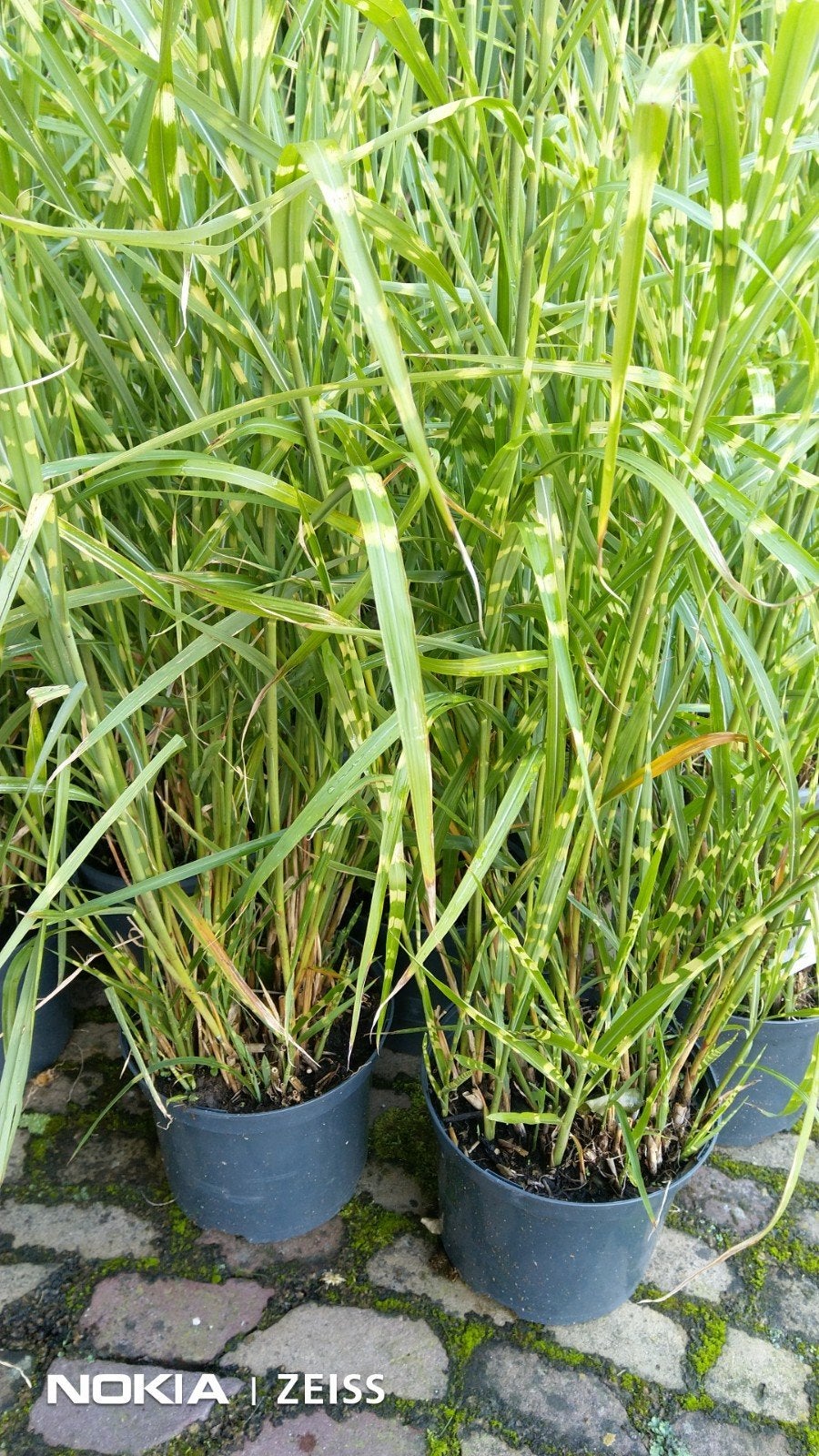 Zebragras/Prachtriet pot 20 cm 10 stuks, Tuin en Terras, Planten | Tuinplanten, Volle zon, Vaste plant, Herfst, Ophalen
