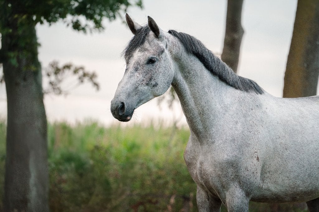 Aparte veelzijdige merrie te koop, Dieren en Toebehoren, Paarden, Merrie, Springpaard, Met stamboom, Zadelmak