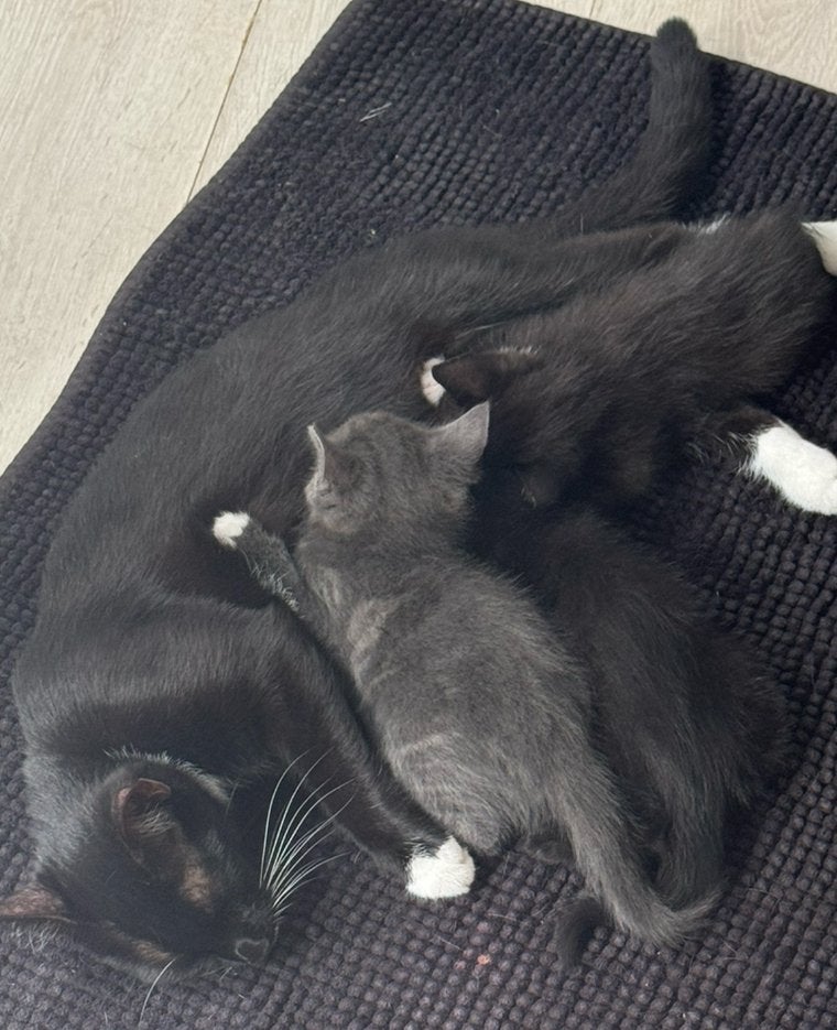 Tommy zoekt zijn gouden mandje – met een kittenvriendje!