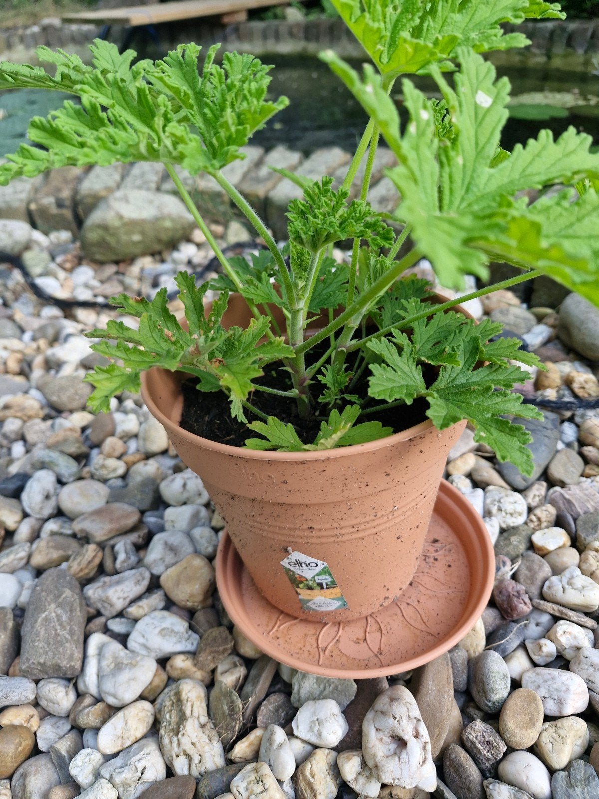 Citroengeranium - Heerlijk geurende plant, Tuin en Terras, Planten | Tuinplanten, Ophalen, Volle zon, Vaste plant, Kruiden