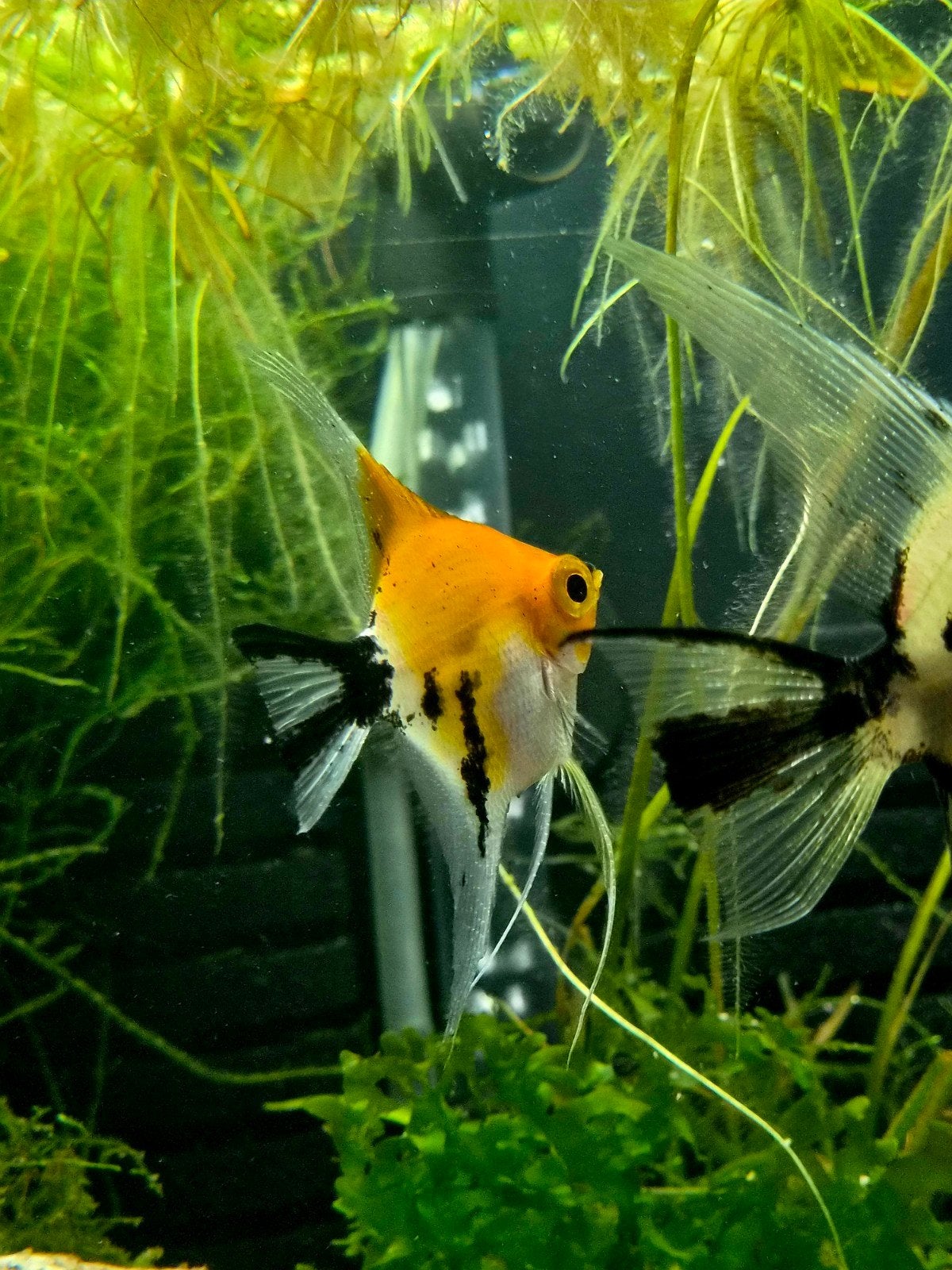 maanvissen koppel, Dieren en Toebehoren, Vis, Zoetwatervis
