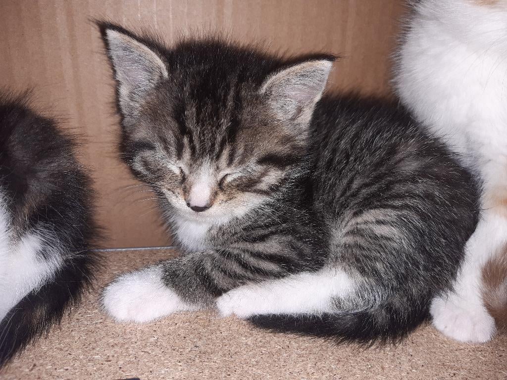 kitten kater grijs, Kater, Kortharig, 0 tot 2 jaar
