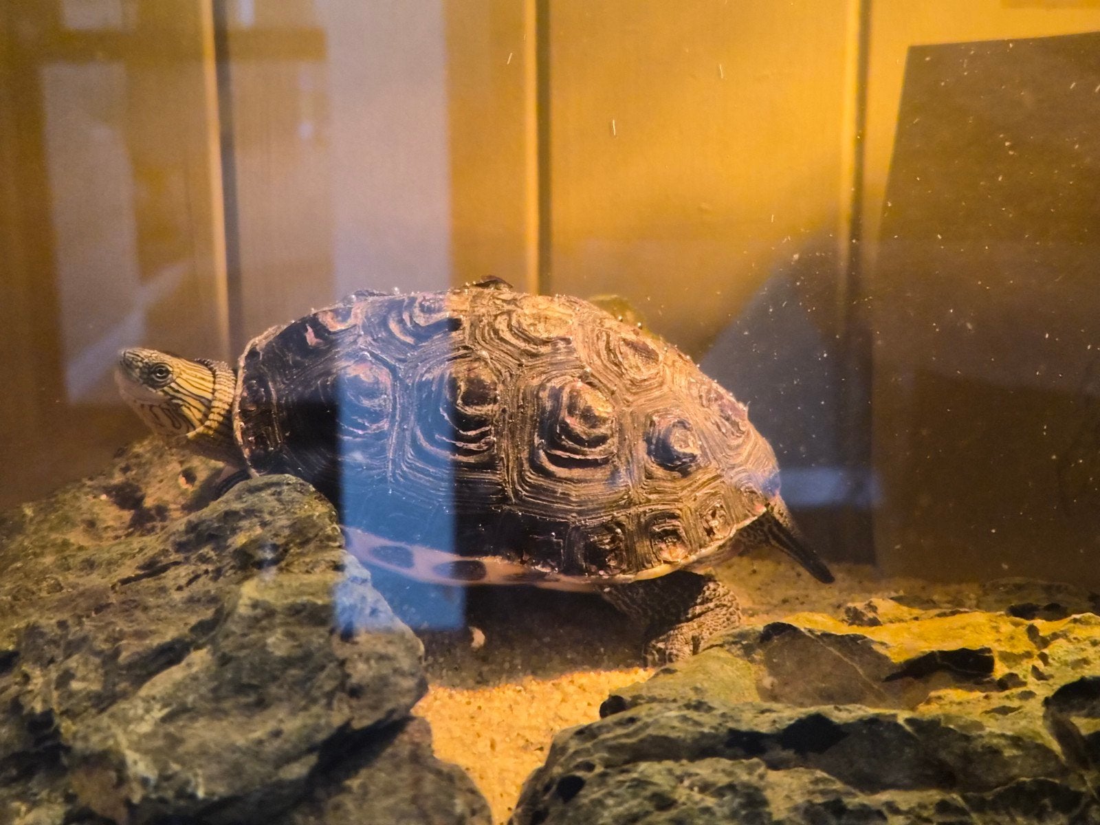 CHINESE WATERSTREEPSCHILDPAD INC BAK ,VERLICHTING, POMP., Dieren en Toebehoren, Schildpad, 0 tot 2 jaar