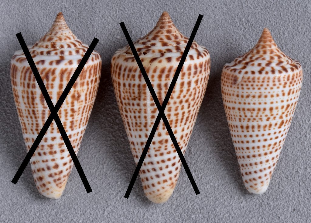 Schelpen: Conus spurius lorenzianus 43-50mm (F++/F+++), Ophalen of Verzenden, Schelp(en)