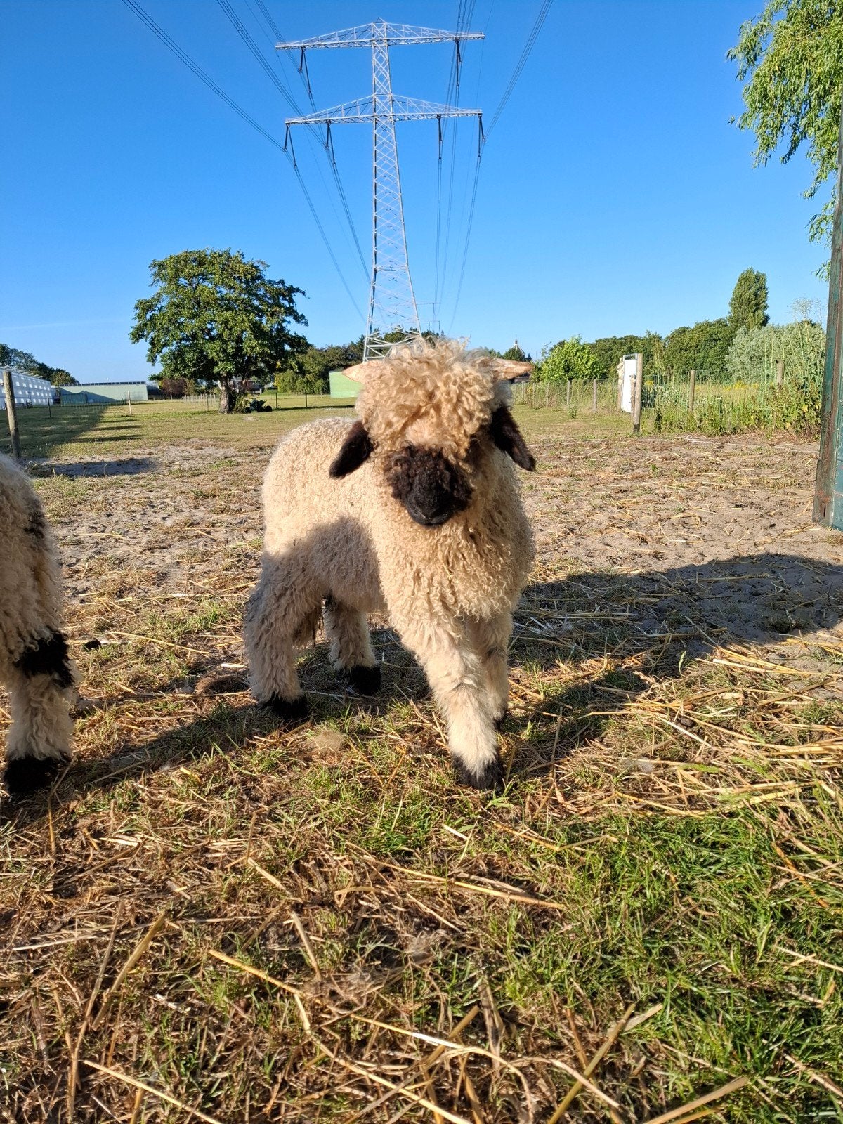 Originele Walliser schwarznase ramlam, Dieren en Toebehoren, Mannelijk, Geit