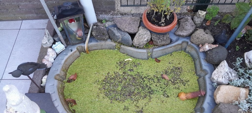 vijvers, Tuin en Terras, Vijvers, Ophalen, Gebruikt
