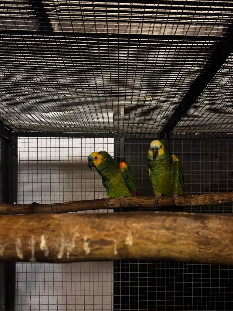 1-1 koppel blauw voorhoofd amazones, Dieren en Toebehoren, Meerdere dieren, Papegaai, Pratend