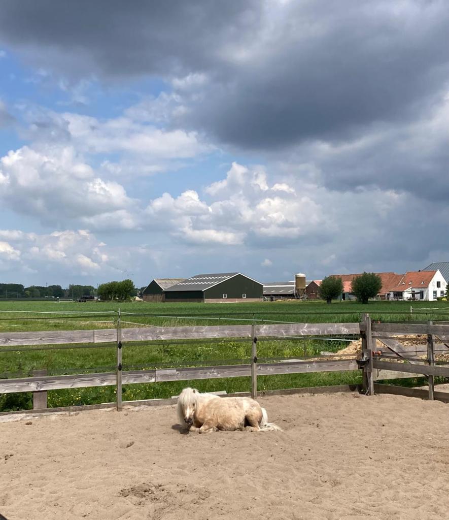 24/7 pony plek vrij + evt. weidegang (paddock/uitloopstal), Stalling, 1 paard of pony