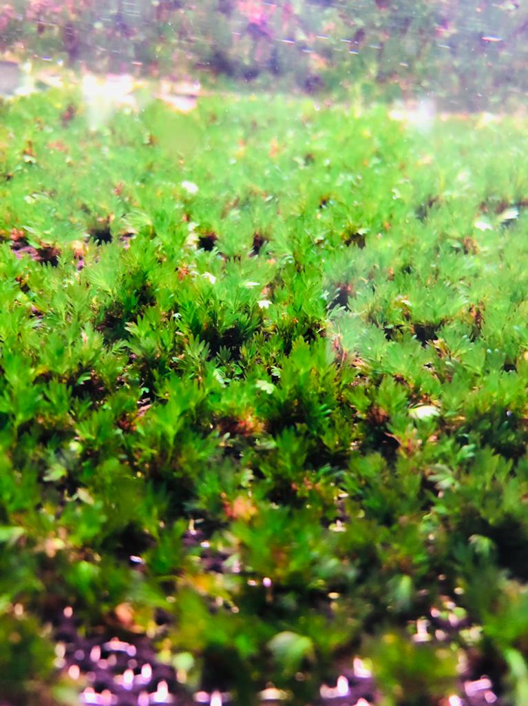 Fissidens Miroshaki, Dieren en Toebehoren, Ophalen of Verzenden, Plant(en), Steen of Hout