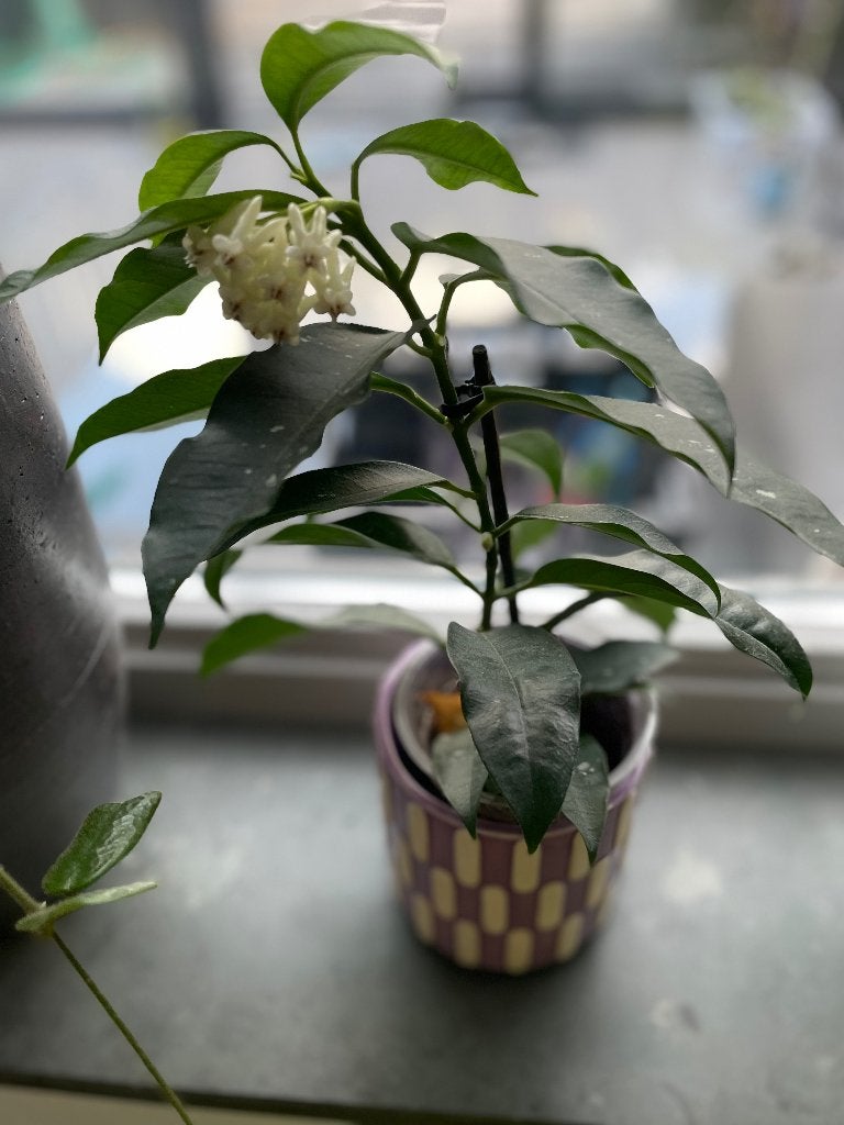 Hoya kamerplant, Ophalen of Verzenden, Halfschaduw, Minder dan 100 cm