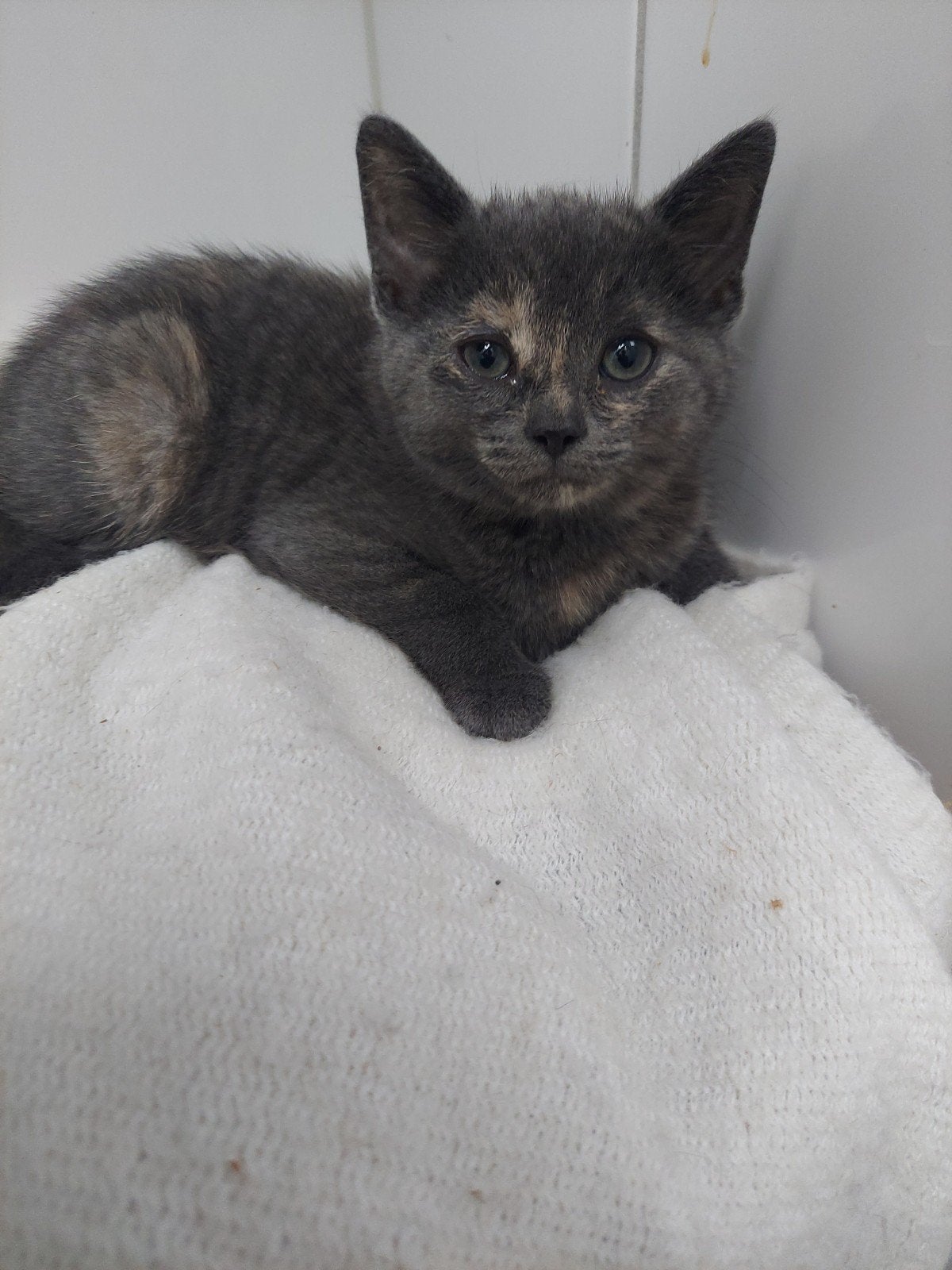 Kittens poesje kitten  grijze poes, Meerdere dieren