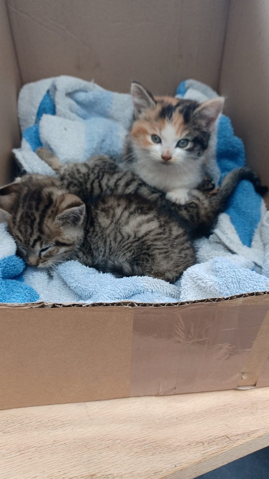 Boerderijkatten, Poes