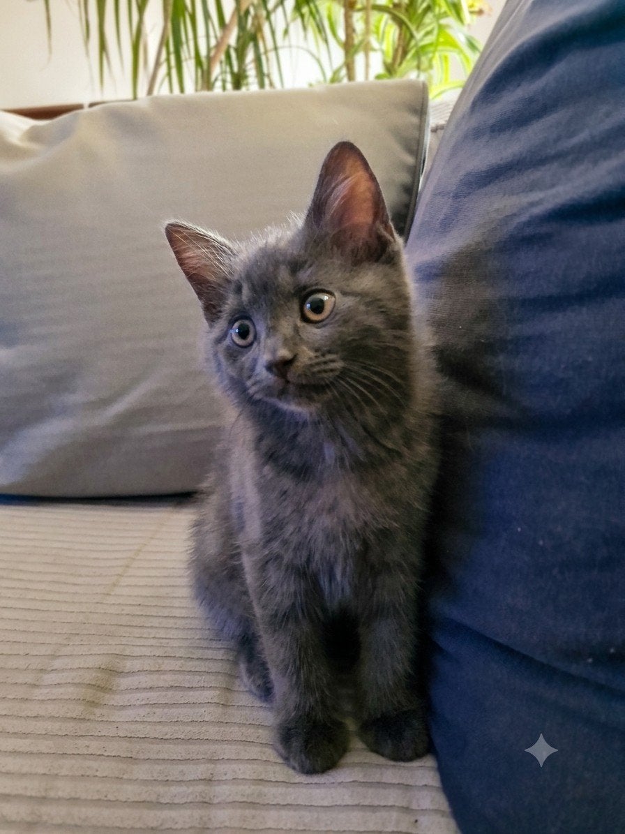 Brits Korthaar, Kater, 0 tot 2 jaar