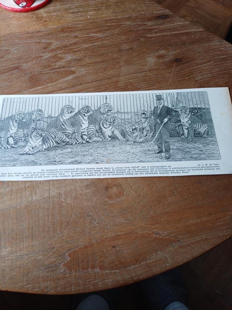 Knipsel dierentemmer circus Akthoff met tijgers 1915, Ophalen of Verzenden, Voor 1920, Knipsel(s)