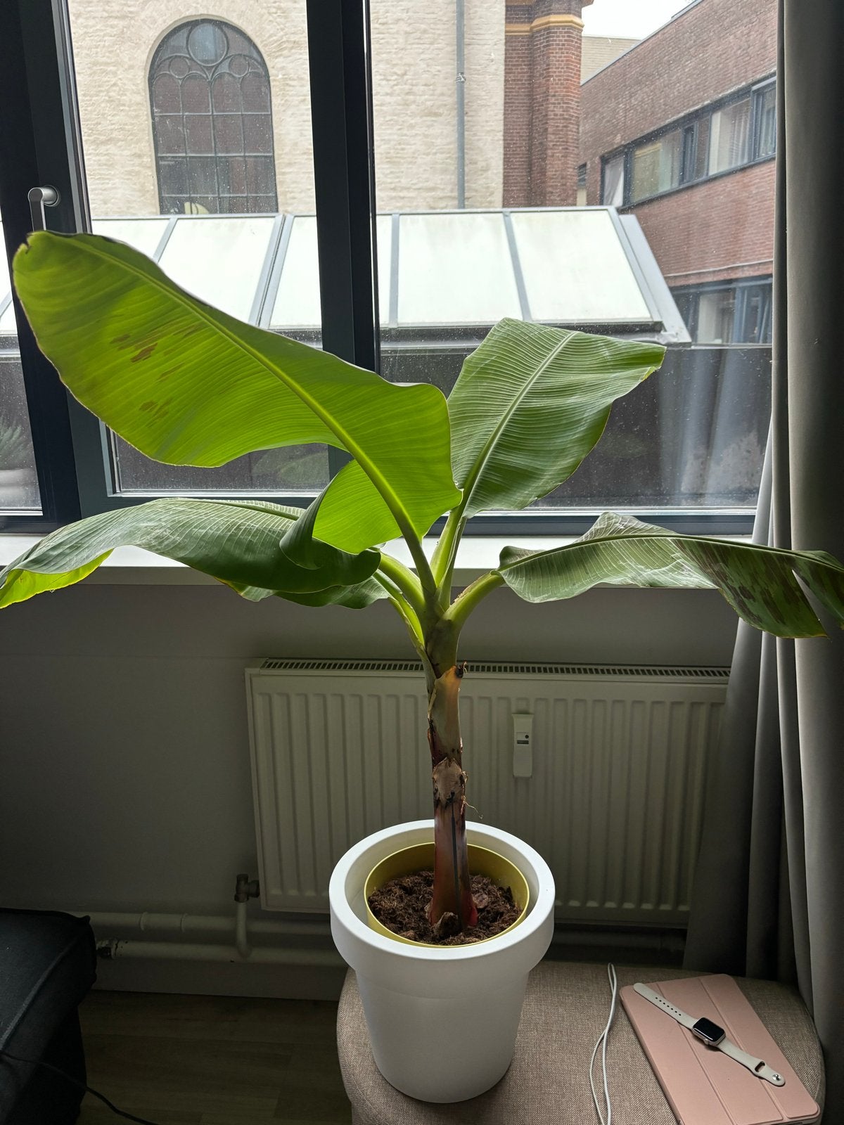 Bananenplant in pot zoekt zonnige plek in Arnhem, Ophalen, Overige soorten, In pot, Minder dan 100 cm