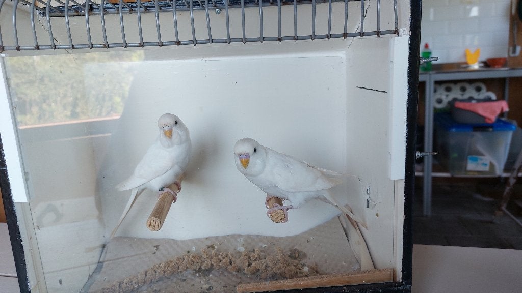 Witte baby grasparkieten, Dieren en Toebehoren, Vogels | Parkieten en Papegaaien, Meerdere dieren, Parkiet, Geringd