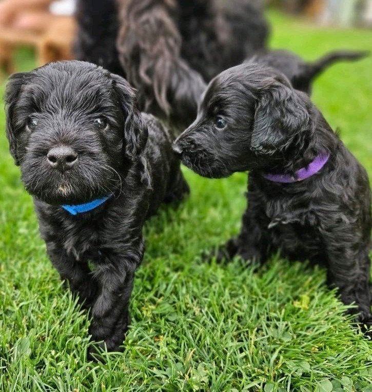 Prachtige Australian labradoodle X Cockapoo F1 puppy's, Overige rassen, 8 tot 15 weken, Parvo, Meerdere