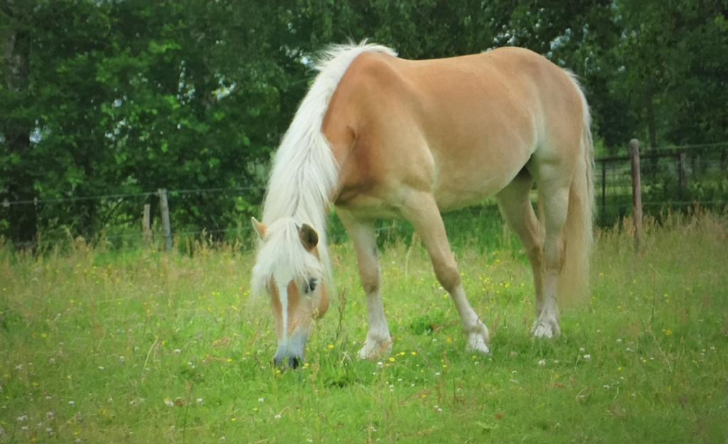 lieve fokmerrie/knuffelpaard/weidemaatje, Merrie