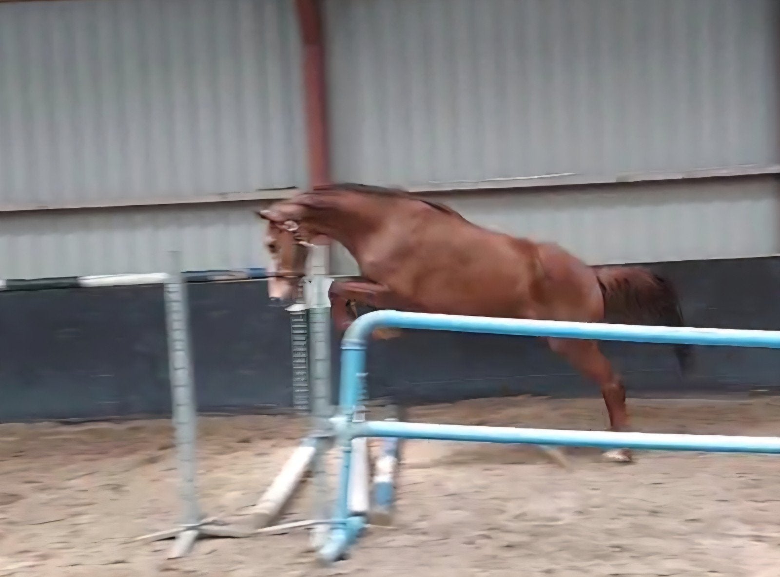 3jarige merrie, en knap en lief hengstveulen, Dieren en Toebehoren, Paarden, Springpaard, Met stamboom, 3 tot 6 jaar, 160 tot 165 cm