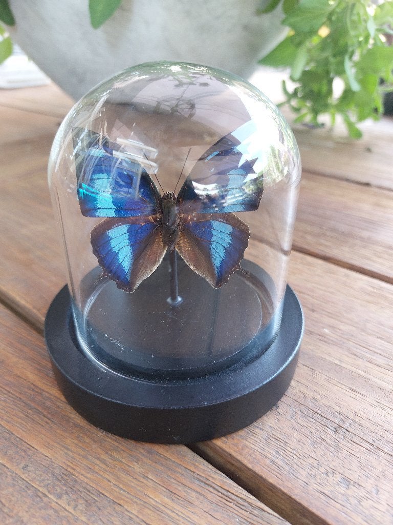 Polygrapha cyanea vlinder in glazen stolp, Ophalen of Verzenden, Zo goed als nieuw, Insect, Opgezet dier