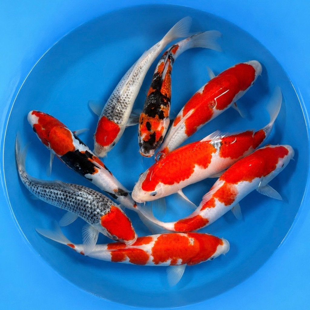 HQ Tateshita Jumbo Tosai 25-30cm Conias, Dieren en Toebehoren, Vissen | Vijvervissen, Karper of Koi