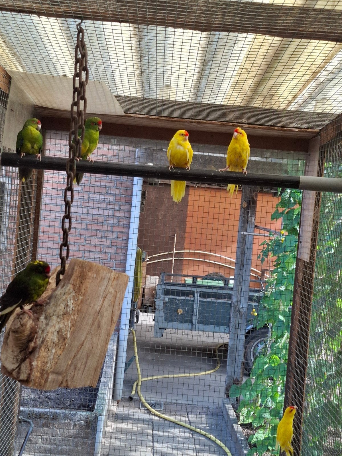 kakariki, Meerdere dieren, Parkiet, Geringd