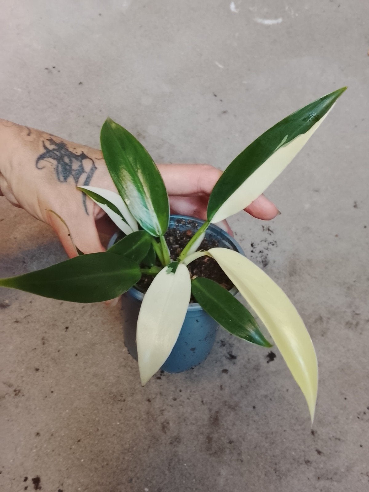 Philodendron Wend Imbe Variegata Hybride (Wendlandii  Imbe), Ophalen of Verzenden, Halfschaduw, Minder dan 100 cm