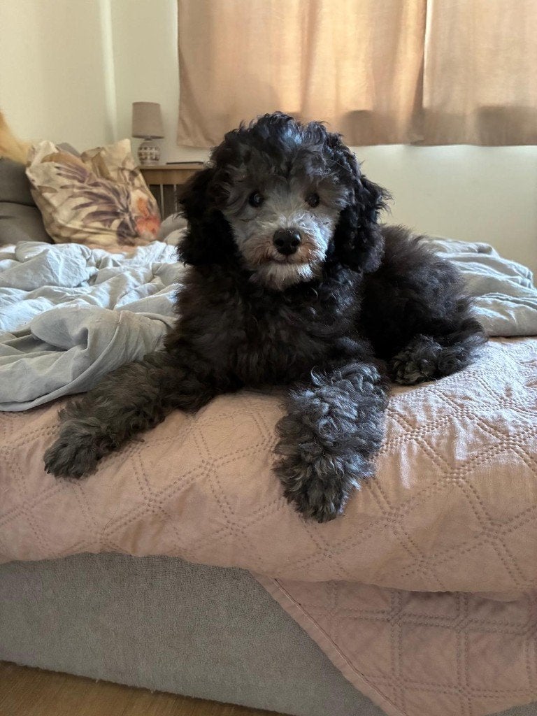 Toy / dwerg poedel puppy's, Poedel, Parvo, Reu, 8 tot 15 weken
