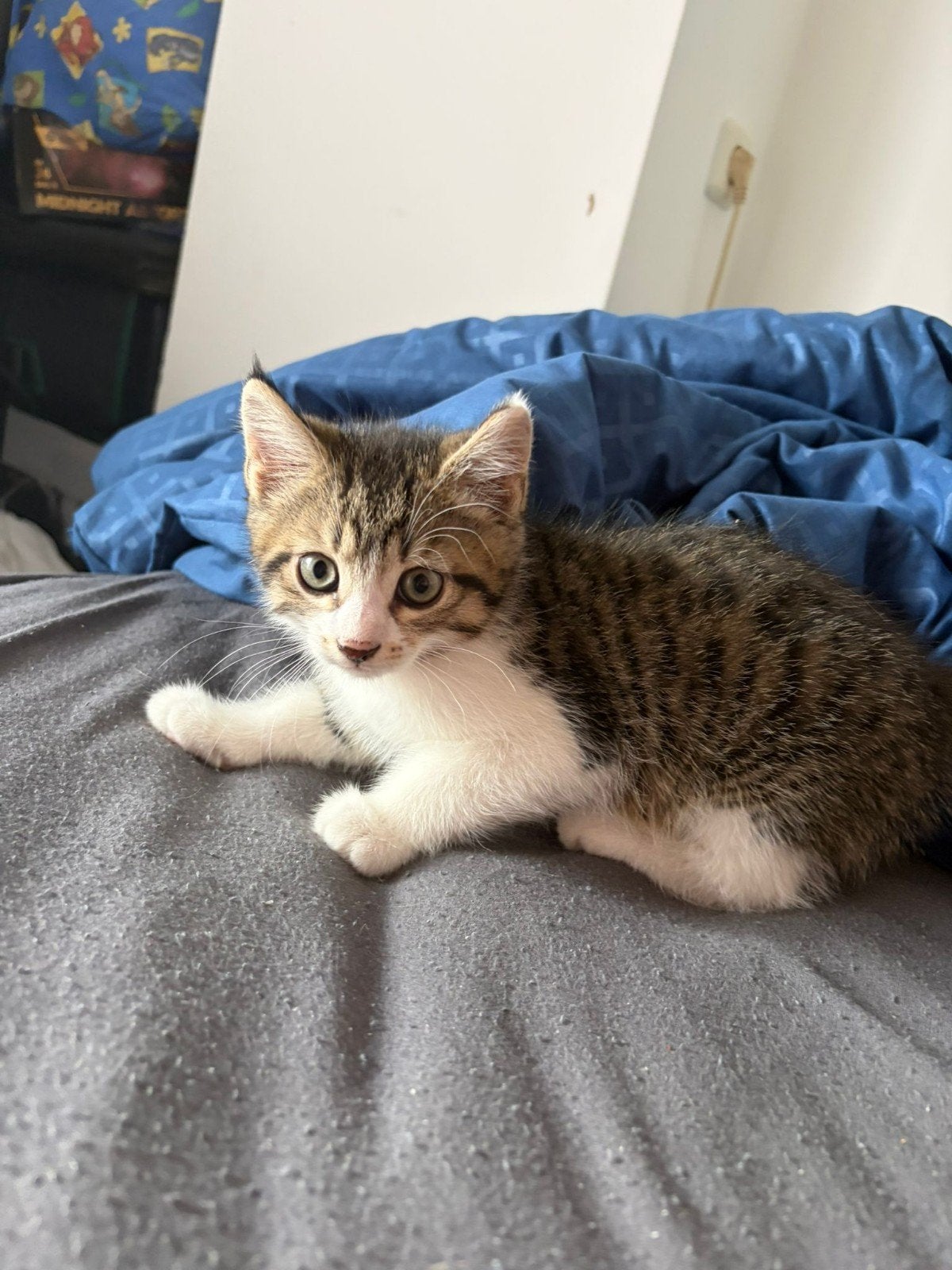 Kittens, Meerdere dieren