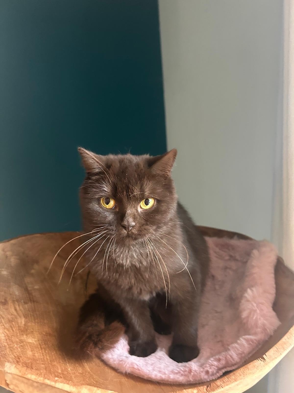 Stamboom Chocolade Brits Korthaar poes2,5 jaar oud, Dieren en Toebehoren, Poes, Met stamboom, 0 tot 2 jaar