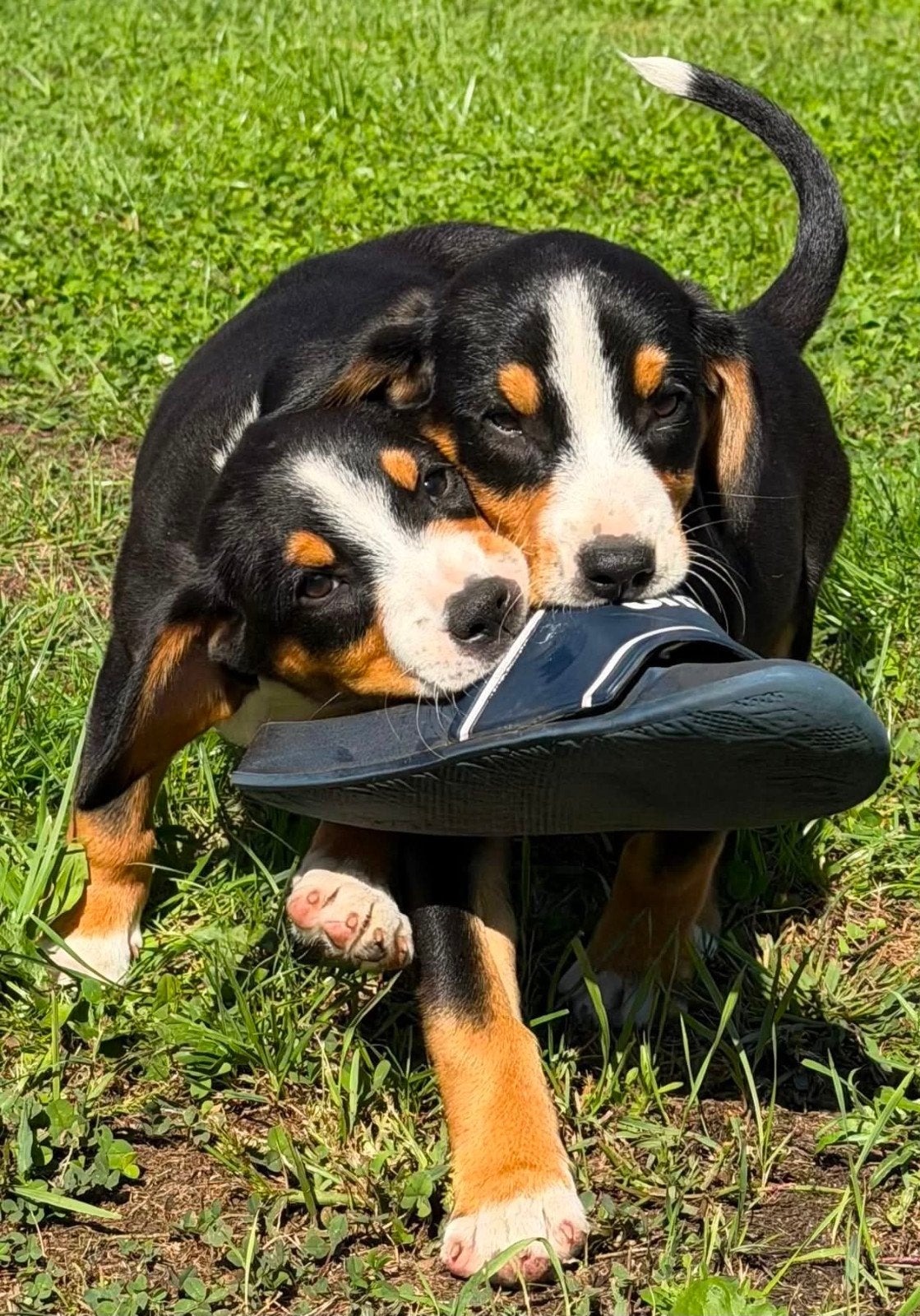 beaglebucher puppies beagle unieke outcross gezonde bliksems, Parvo, 8 tot 15 weken, Meerdere, Meerdere dieren