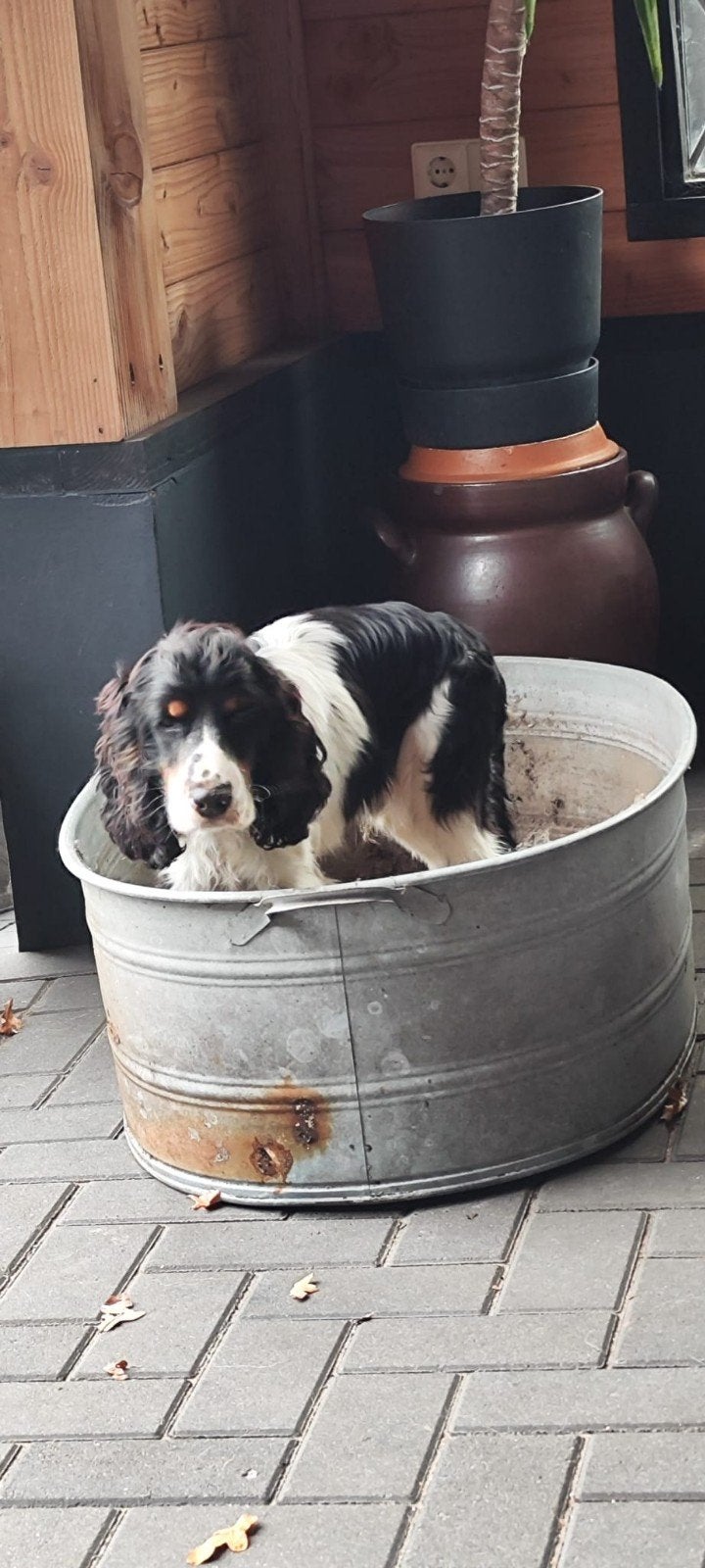 Cocker spaniël pups., 8 tot 15 weken, Parvo, Meerdere, Nederland
