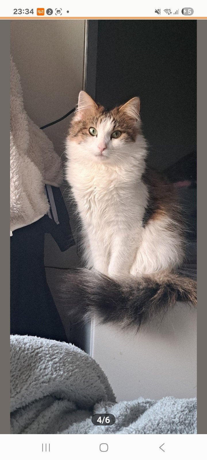 Kittens tekoop geboren 13 mei Mogen 29 juli weg, Dieren en Toebehoren
