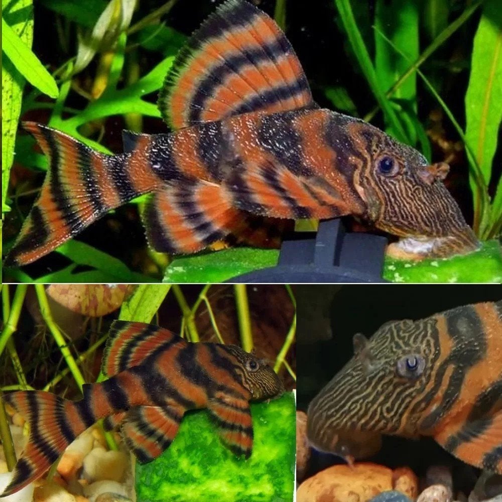 L397, L397 Panagolus sp, L397 Red Tiger Pleco, Dieren en Toebehoren