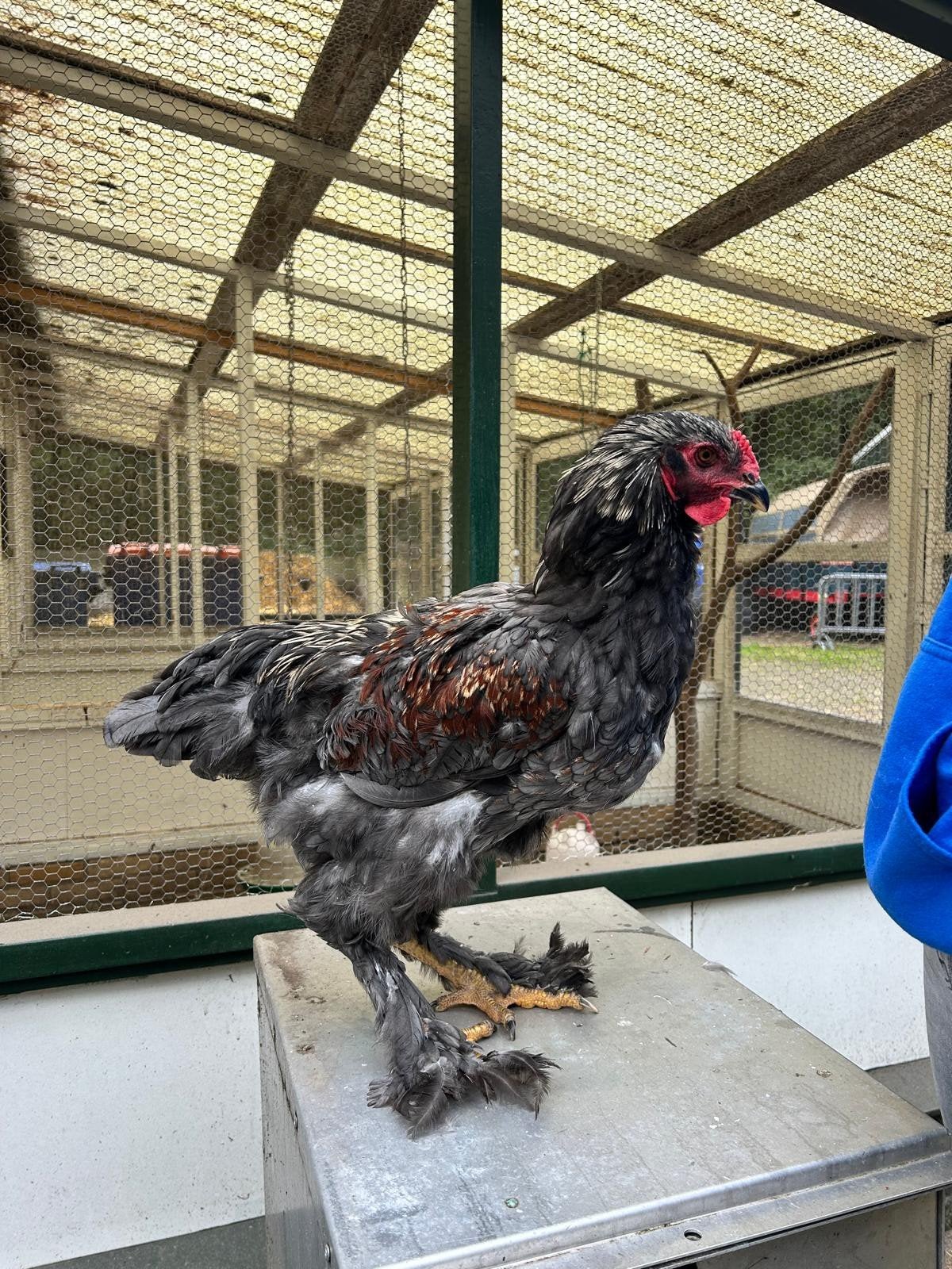 4 jonge makke brahma hanen, Mannelijk, Kip