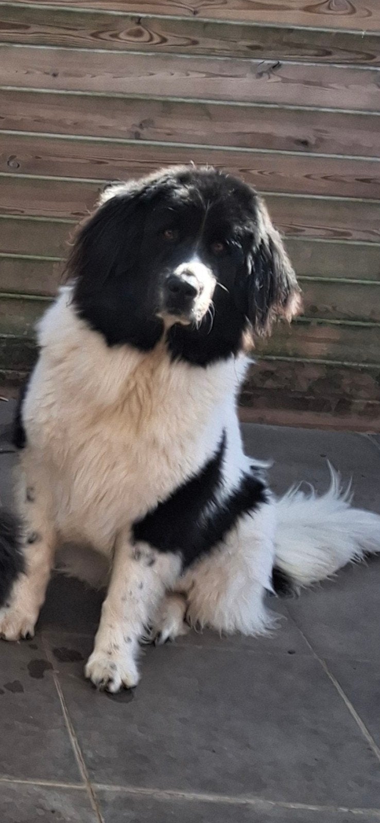 Landseer teef, Dieren en Toebehoren, Overige rassen, 1 tot 2 jaar, Teef, Parvo