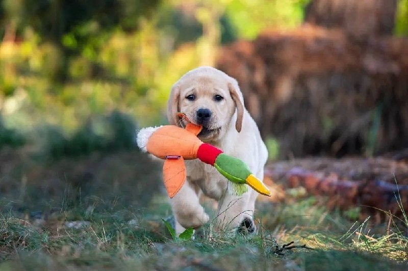 Labrador puppy te koop, 8 tot 15 weken, Labrador retriever, Meerdere, Meerdere dieren