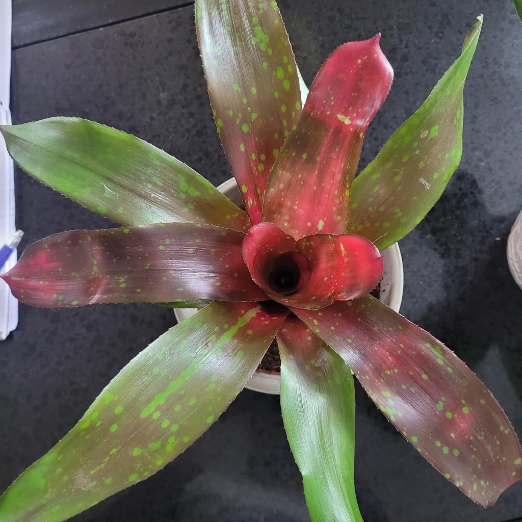 Neoregelia xl p12, Huis en Inrichting, Kamerplanten, Ophalen of Verzenden, Halfschaduw, Minder dan 100 cm