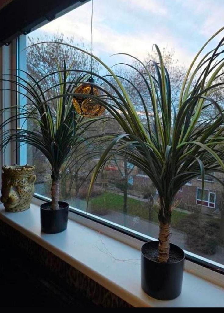 2 x kunstplanten/palmen, Ophalen, Nieuw, Kunstplant