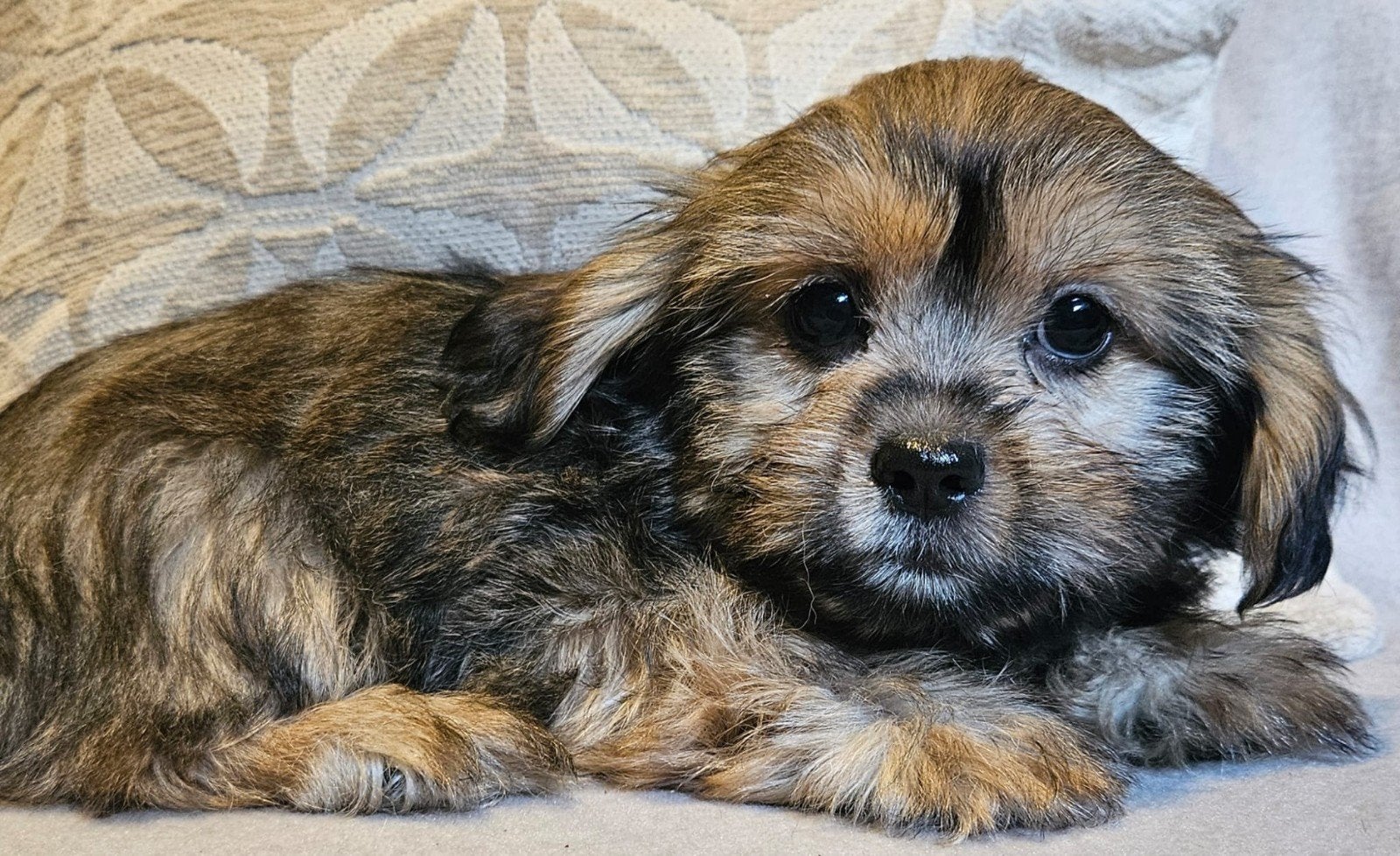 Ontzettend Lief nestje Boomer pups!️❤️, Parvo, Overige rassen, 8 tot 15 weken, Meerdere