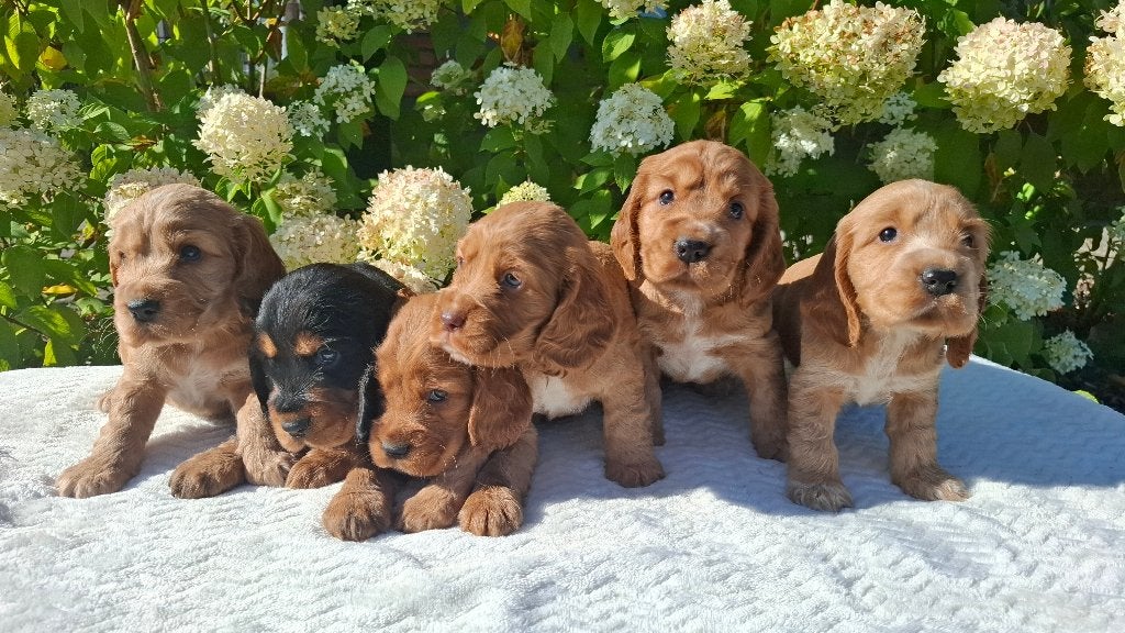 Prachtige Cockerspaniël pups zoeken een warm thuis!, 8 tot 15 weken, Meerdere dieren, Eén hond, Spaniël