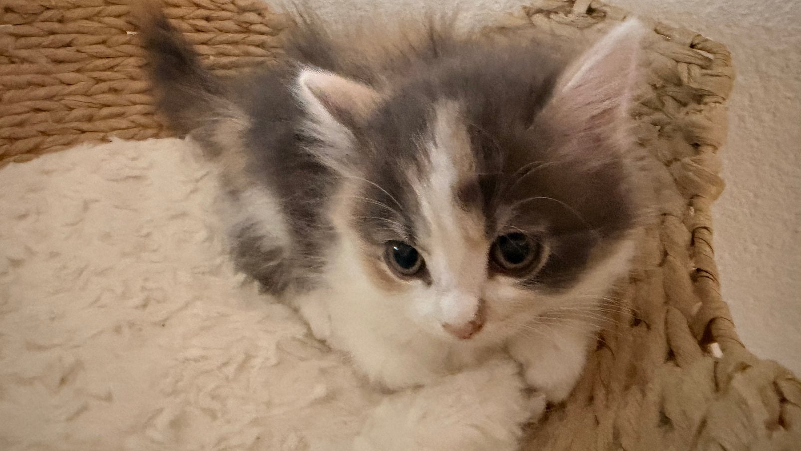 Britse langhaar kitten, Dieren en Toebehoren, Poes