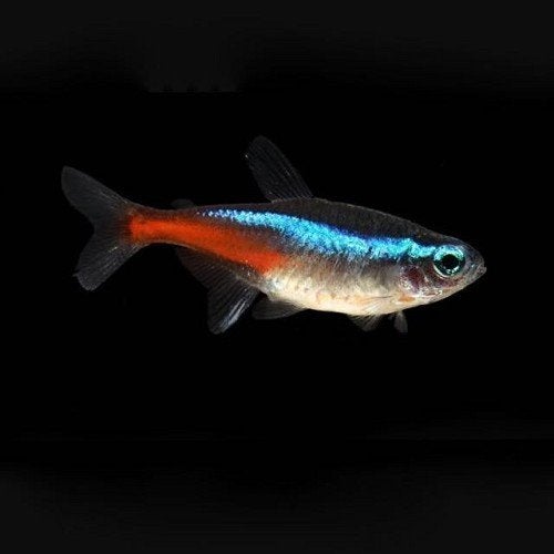 Paracheirodon innesi, Neon tetra, Dieren en Toebehoren, Vissen | Aquariumvissen, Vis, Zoetwatervis, Schoolvis