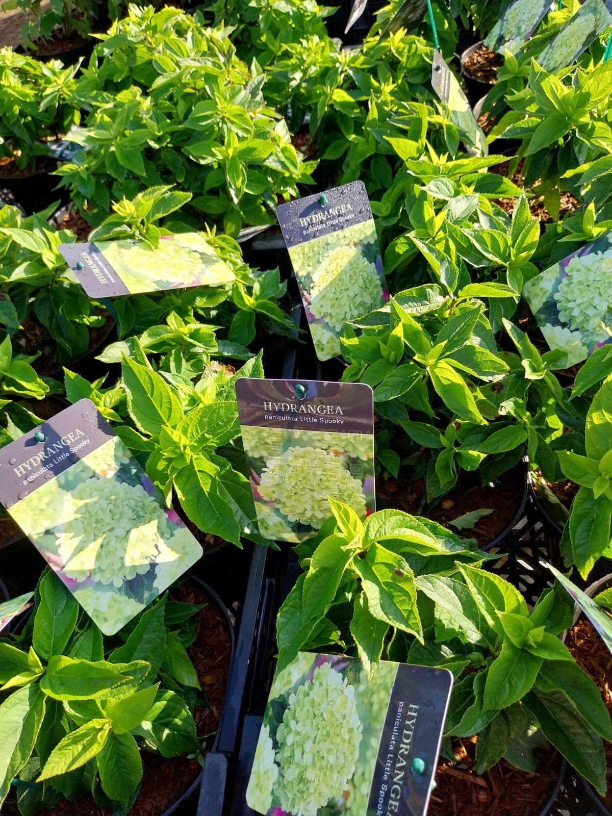 Hortensia Little Spooky - Compacte en Rijke Bloeier, Vaste plant, Halfschaduw, Zomer, Ophalen