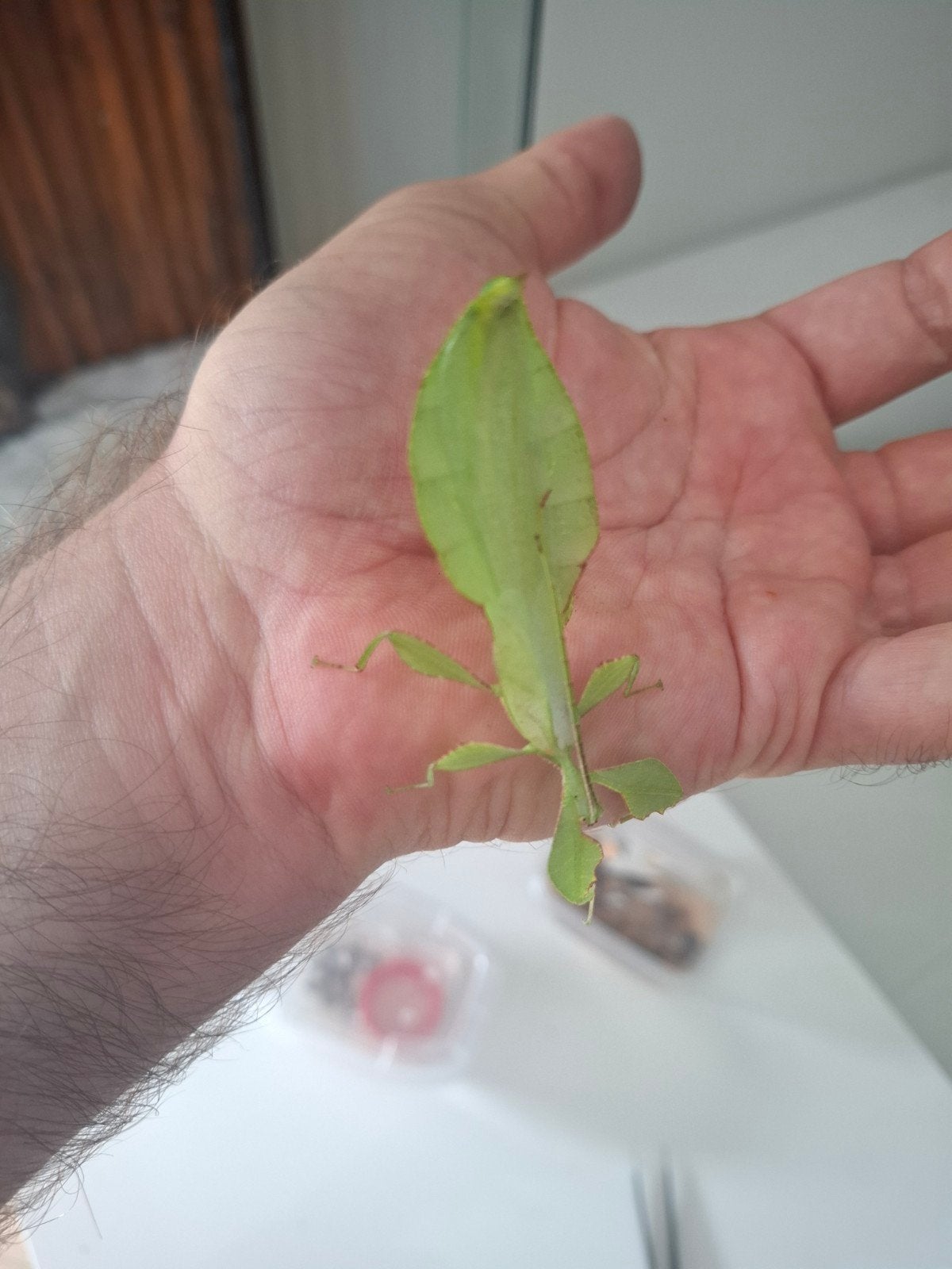 Eitjes Wandelend blad;  cryptophyllium limogesi, Wandelende tak