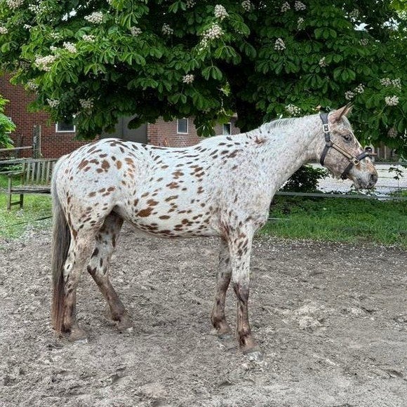 Zeer aansprekende, zadelmakke 4-jarige met veel potentie., Springpaard, Minder dan 160 cm, Zadelmak, 3 tot 6 jaar